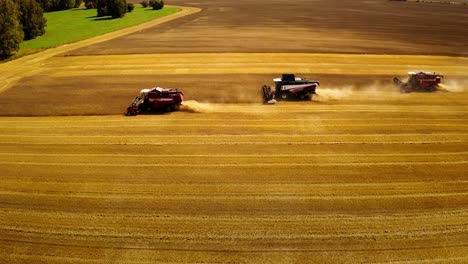 harvesting wheat field with combines