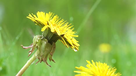 dandelion with raindrops