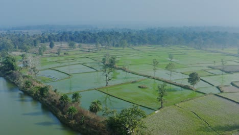 Arrozales-Inundados-Para-El-Cultivo-De-Arroz-En-Maharashtra