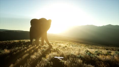 old african elephant walking in savannah against sunset