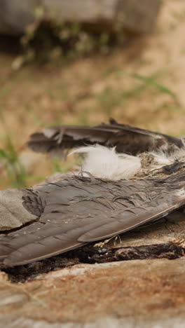 remains of wild bird on dry stump. gray wing feathers and white fluff sways in wind. remains of animal body after death on blurred background