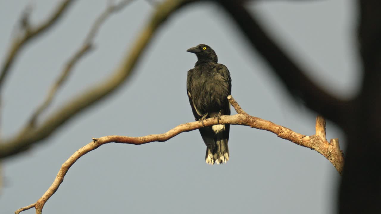 En broget currawong siddende på en død trægren.