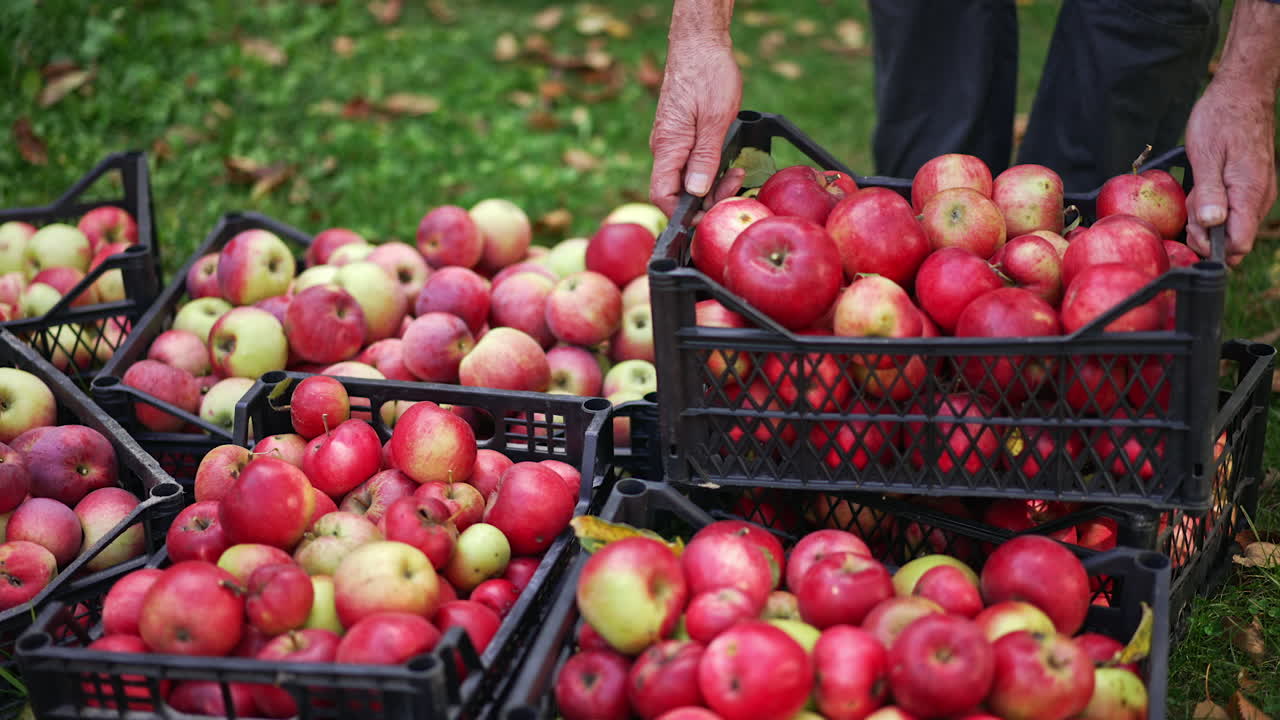 Crop of ripe red apples in the boxes outdoors. Man puts one more box of apples on top of other boxes. Delicious tasty fruit harvest.