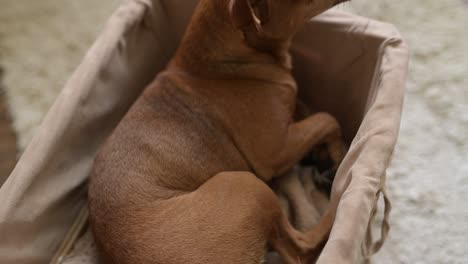 top view of small brown dog sitting and relaxed in a wicker basket. the dog looks at camera