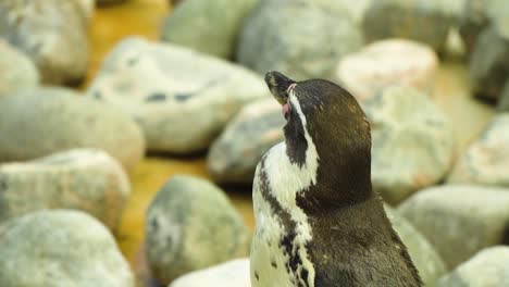 penguin is looking around for his partner filmed from behind many different stones around him on a beach sunny day standing in a shade slow motion