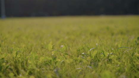 close-up of lush, green grass field with delicate details of blades and clover leaves, stretching into a softly blurred background, sunlight adds warmth