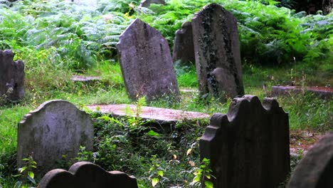 overgrown graveyard: a collection of eerie tombstones