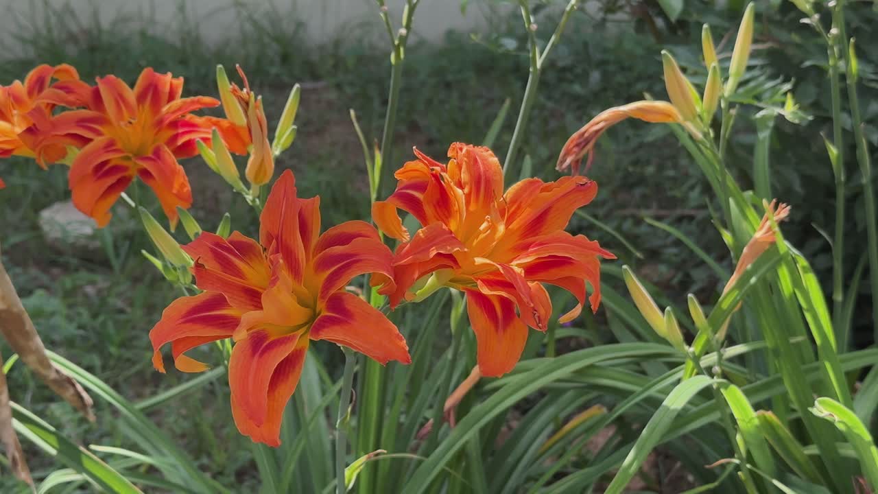 Closeup of The Orange Lily, also known as the Tiger Lily (Lilium lancifolium or Lilium tigrinum) characterized by its striking orange petals with dark spots, resembling tiger stripes