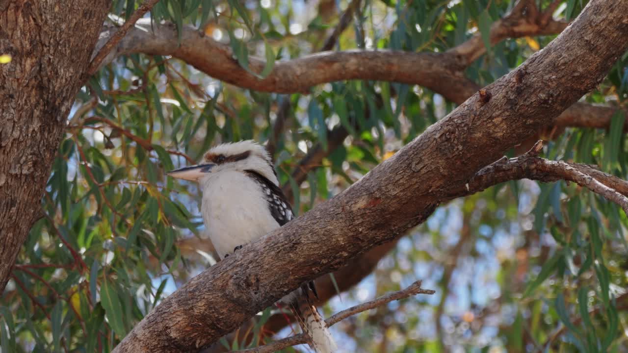 Kookaburra bird sitting in gum tree of Australian backyard