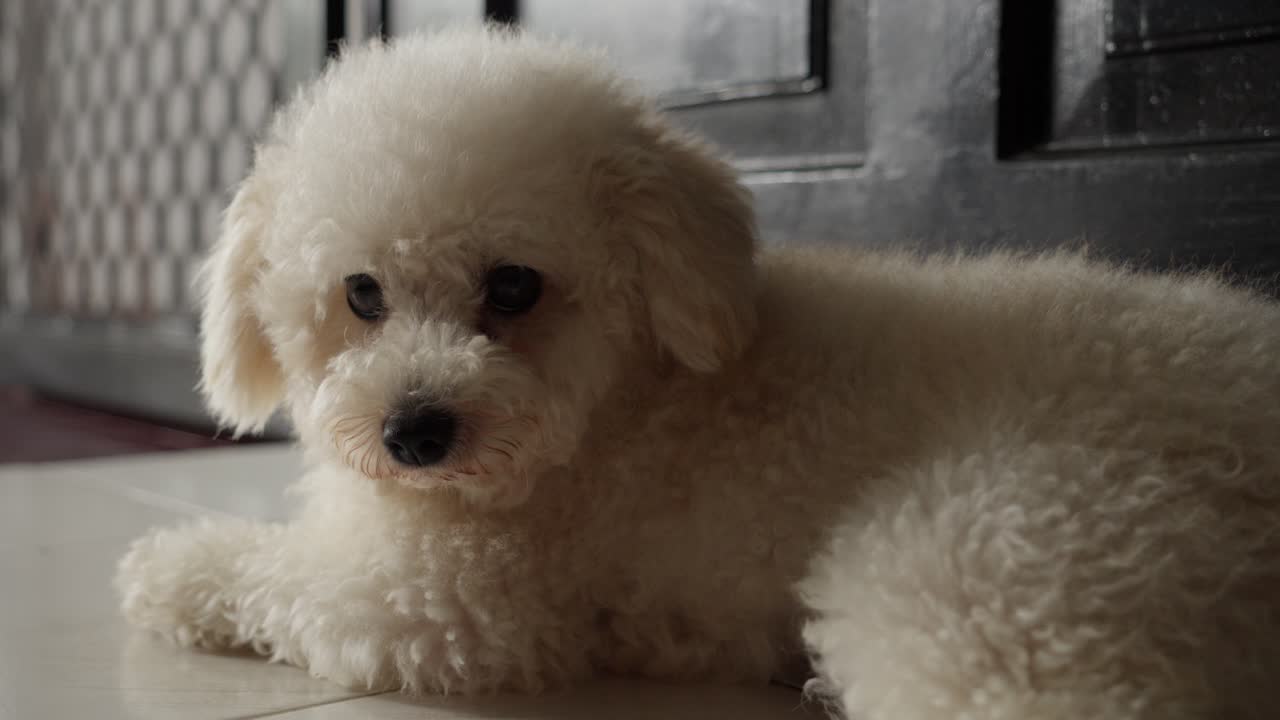 장난감 푸들 은 실내 에서 바닥 에 누워 있는 동안 주인 을 쳐다본다