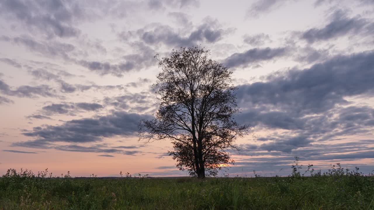 Hyperlapse around a lonely tree in a field during sunset, beautiful time lapse, autumn landscape, video loop