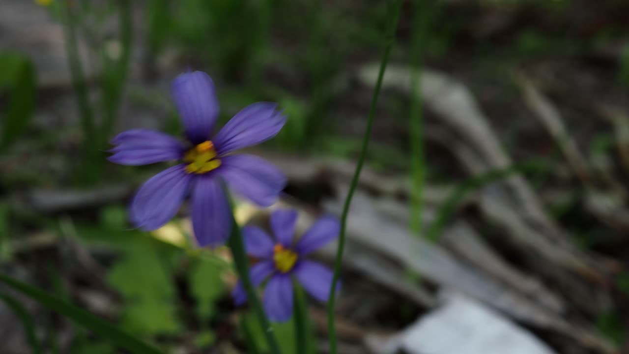 The Bermudiana (Sisyrinchium bermudiana), Bermuda's national flower, is a small member of the Iris Family.