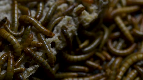 the mealworm is a species of darkling beetle used to feed pets like fish, snakes, birds, and frogs