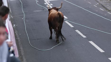 Stier-Läuft-Auf-Der-Straße-Mit-Hörnern,-Die-Zur-Sicherheit-Mit-Bällen-Bedeckt-Sind