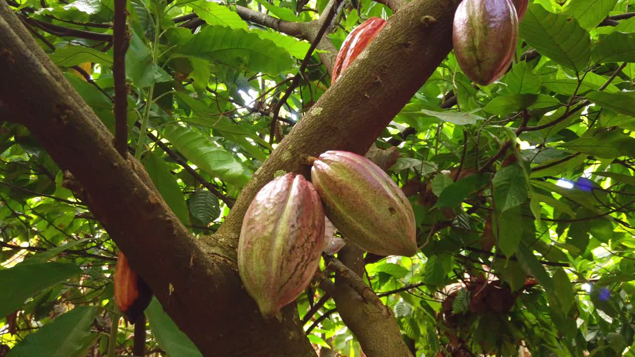 Gimbal close-up panning shot of cacao fruit hanging from a cacao tree at a chocolate farm on the Hawaiian island of Kaua&amp;#039;i