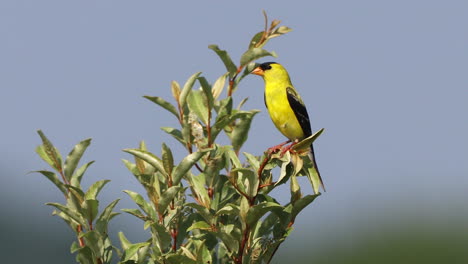 a male american goldfinch enjoying the beauty of a summer day