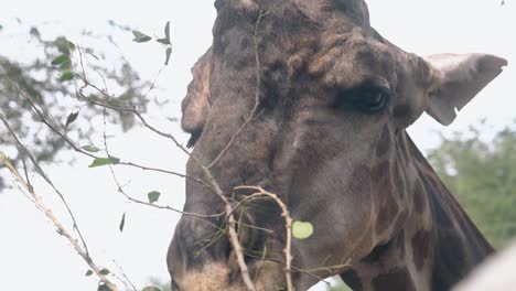 Die-Gefleckte-Giraffe-Frisst-Kleine-Grüne-Blätter-Und-Dünne-Zweige