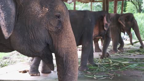 Thai-elephants-eat-palm-tree-leaf's-at-a-elephant-camp-on-Koh-Chang-island