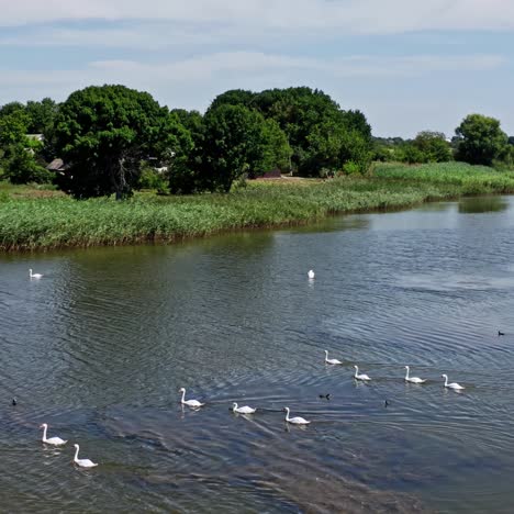 white swans in water
