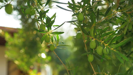 Green-olive-tree-in-house-garden-on-sunny-day