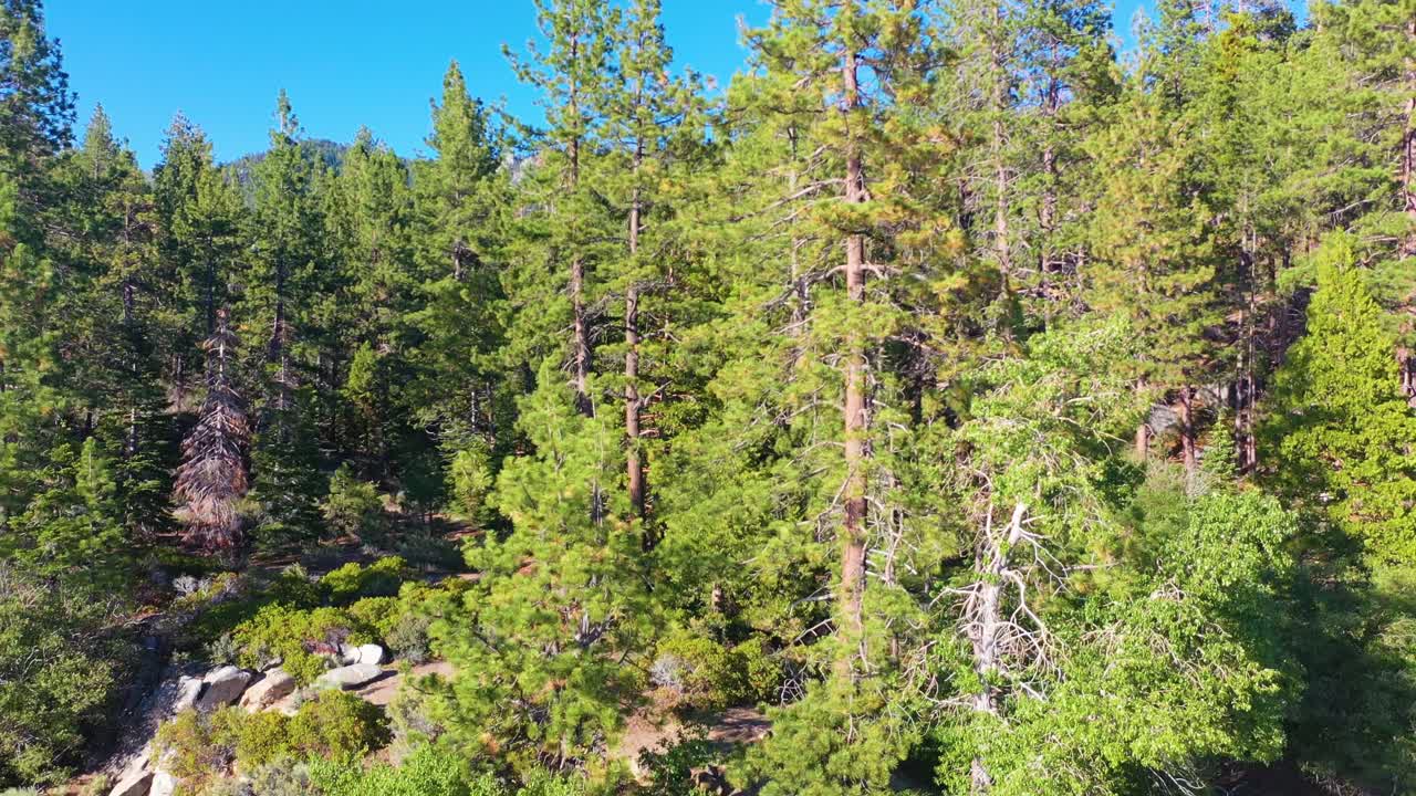 vista descendente de drones aéreos de bosque de pinos altos en frente de la playa en el área del lago tahoe, nevada california