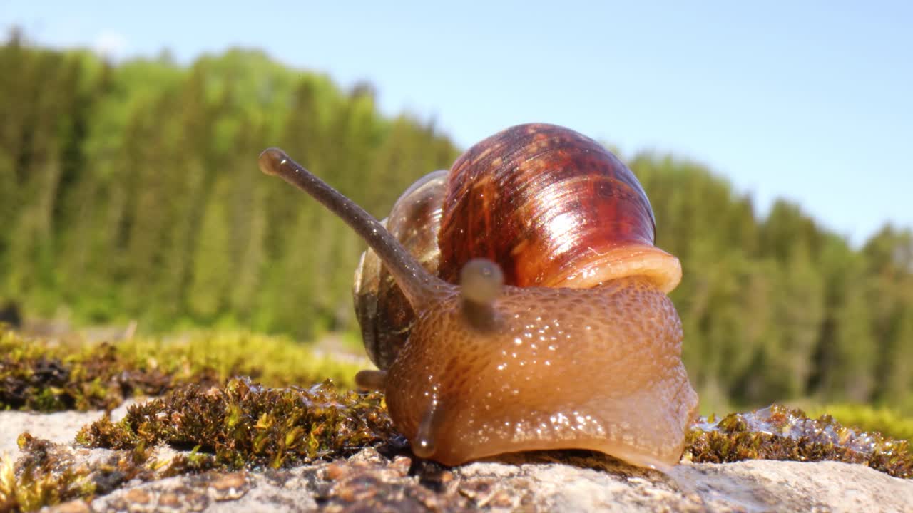 el caracol se arrastra lentamente en un primer plano macro