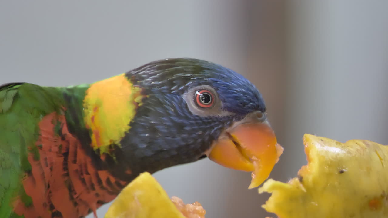 과일을 먹는 화려한 무지개 lorikeet의 매크로 초상화