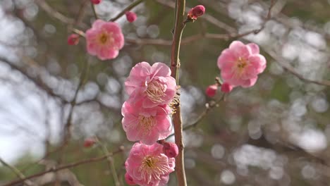 a close-up captures the delicate beauty of double pink plum blossoms (prunus mume) in full bloom, their soft petals and golden stamens highlighted against a blurred background.