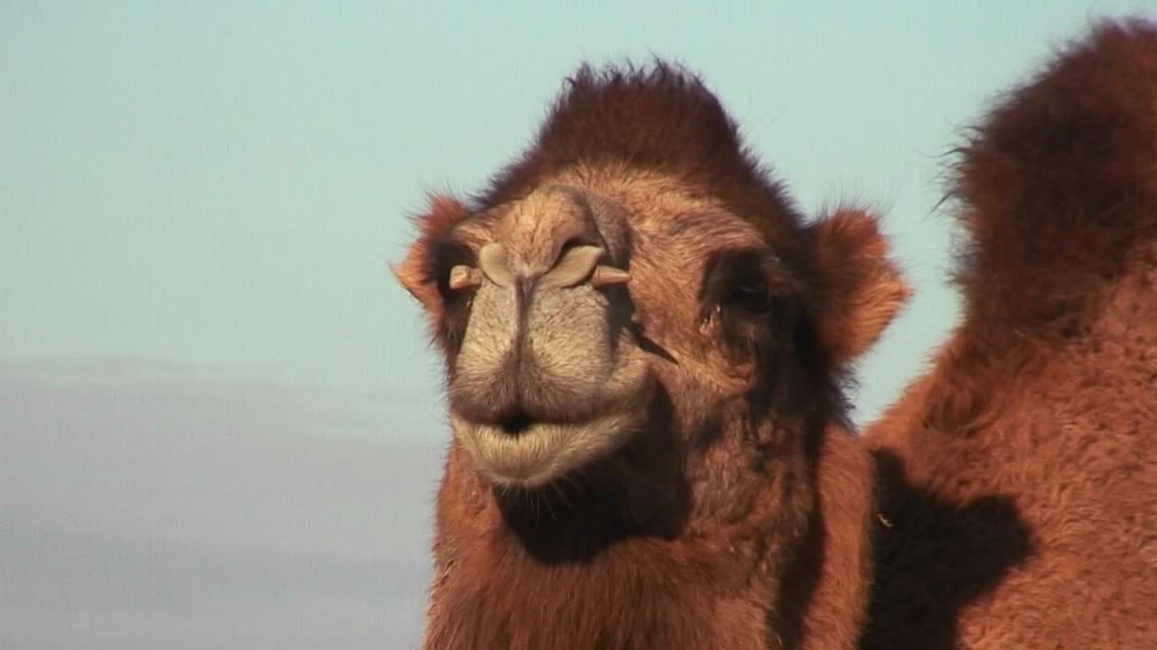 un camello mira a la cámara a lo largo de la ruta de la seda