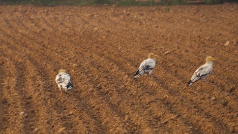 Bandada-De-Buitres-Egipcios-O-Neophron-Percnopterus-En-Un-Campo-De-Cultivo-De-Gwalior-Madhya-Pradesh