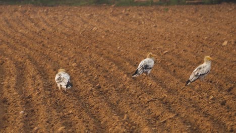 bandada de buitres egipcios o neophron percnopterus en un campo de cultivos de gwalior madhya pradesh
