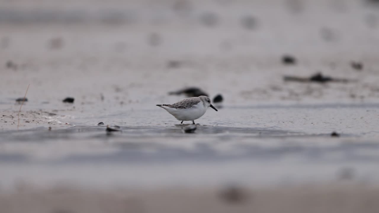 해변에 있는 샌드파이퍼