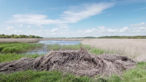 las pacíficas marismas de westwood, los humedales de suffolk, los lechos de caña, el hábitat de la vida silvestre
