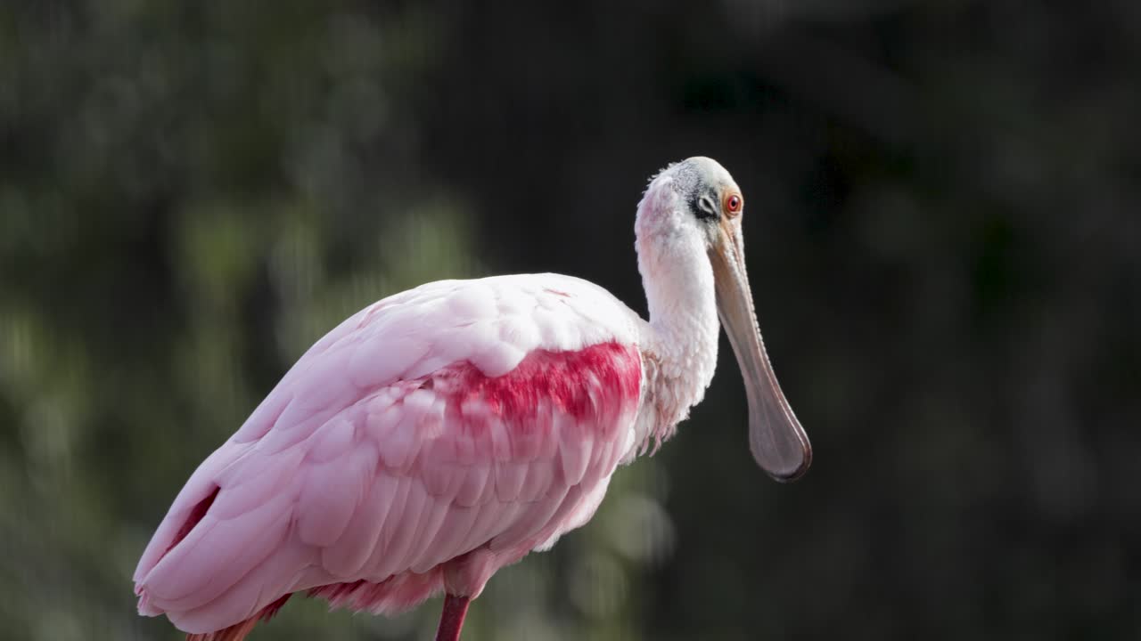 Roseate spoonbill stands alert in natural wetlands, showcasing its striking pink and white plumage