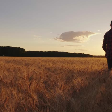 a teenage boy walks the wheat field at sunset