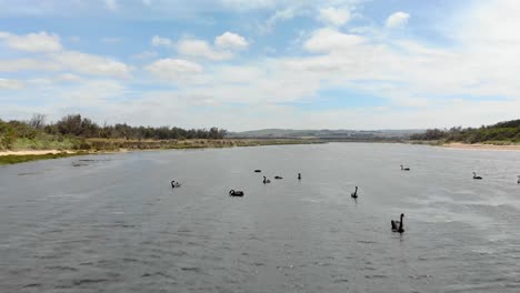 Una-Toma-Aérea-En-Movimiento-Hacia-Adelante-De-Cisnes-Negros-Nadando-En-Un-Río