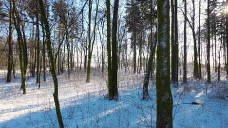 Deciduous-forest-on-a-sunny-winter-day-with-thin-snow-cover