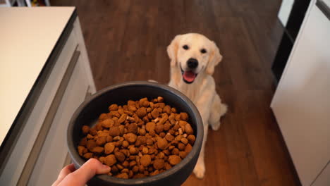 White-Dog-Awaiting-It's-Food