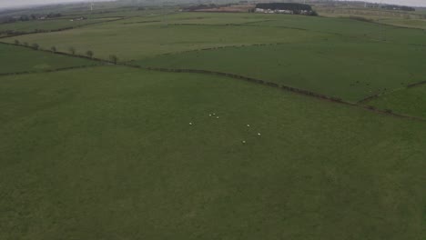 aerial view of sheep grazing in green farmland