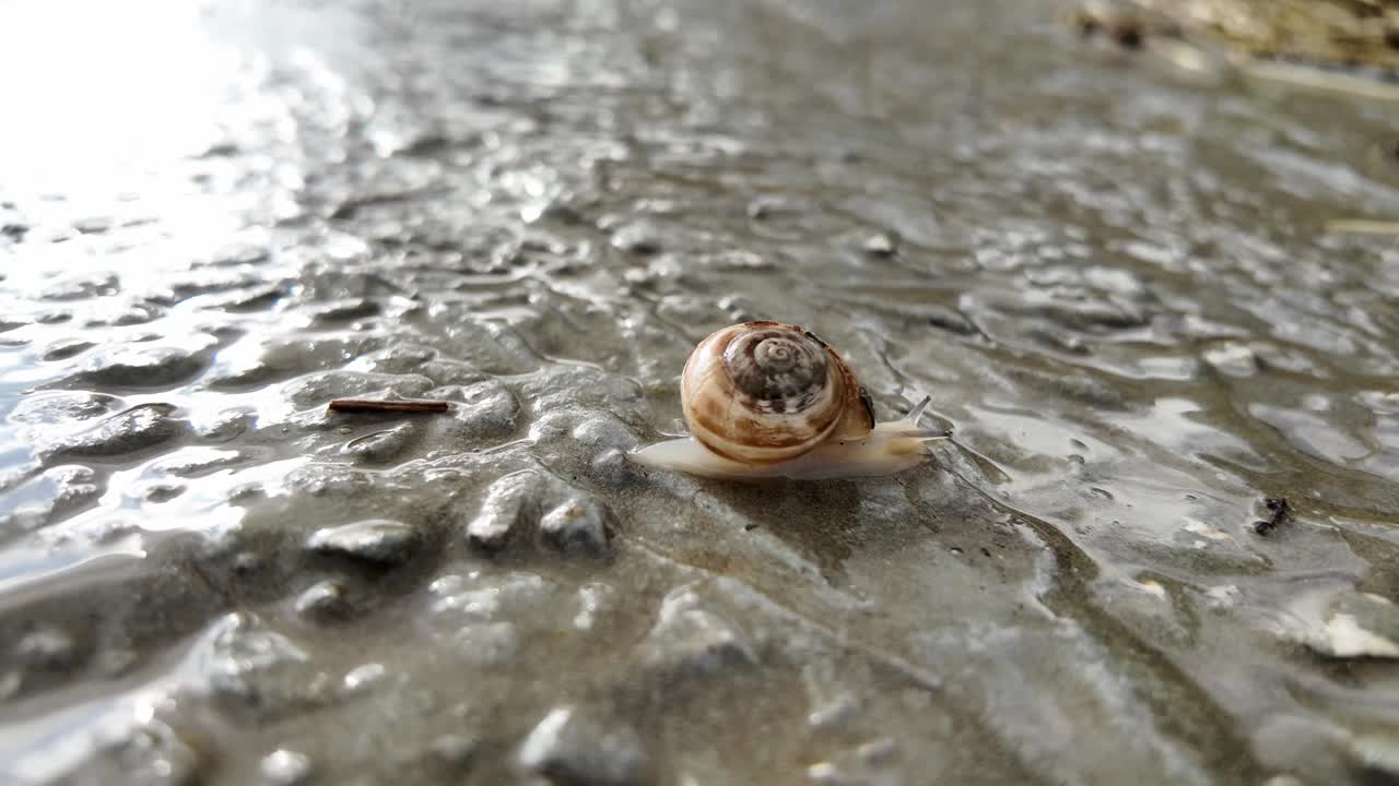 A snail slowly crawls across wet pavement after a rainfall