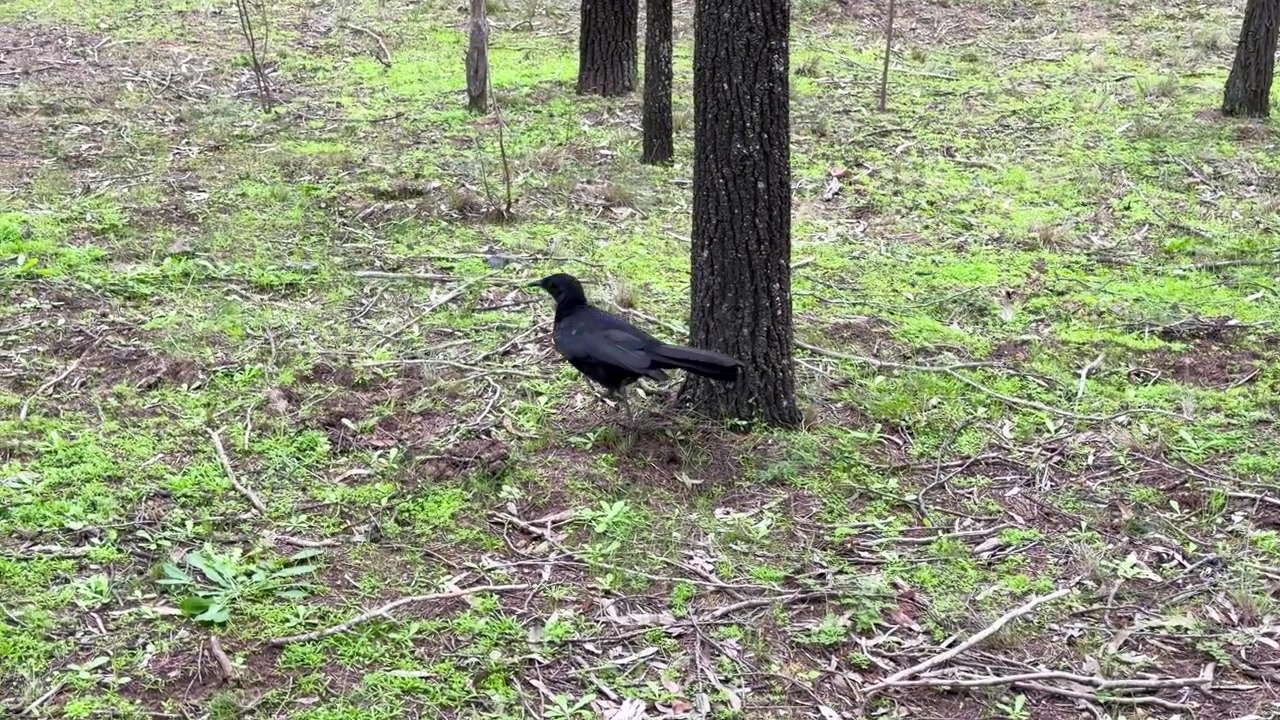 Un gracchio corallino alibianco nero cammina e cerca cibo attraverso un suolo forestale erboso a Dubbo, Australia