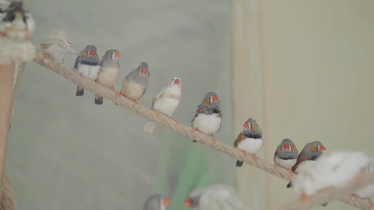 ロープに止まるキンカチョウ