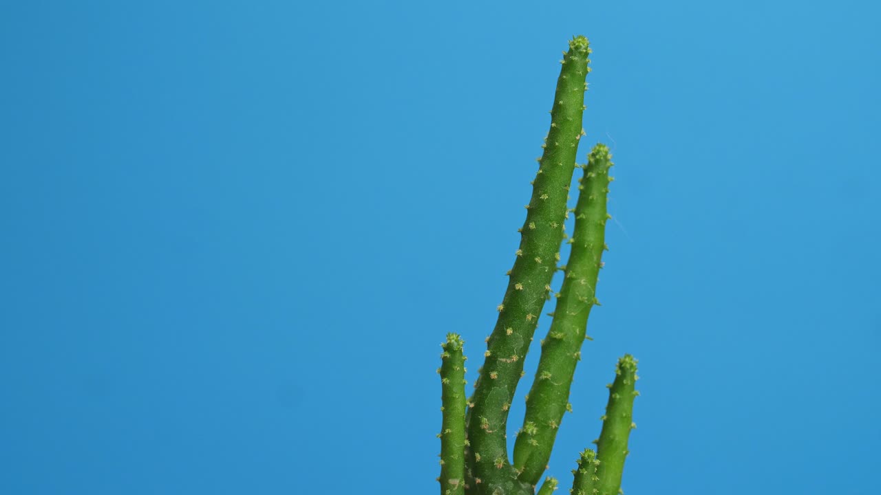 Primo piano di pianta di Opuntia Salmiana che gira su se stessa su sfondo blu