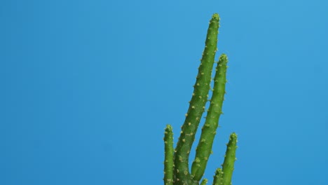 близкий взгляд на растение opuntia salmiana, вращающееся вокруг себя на синем фоне экрана