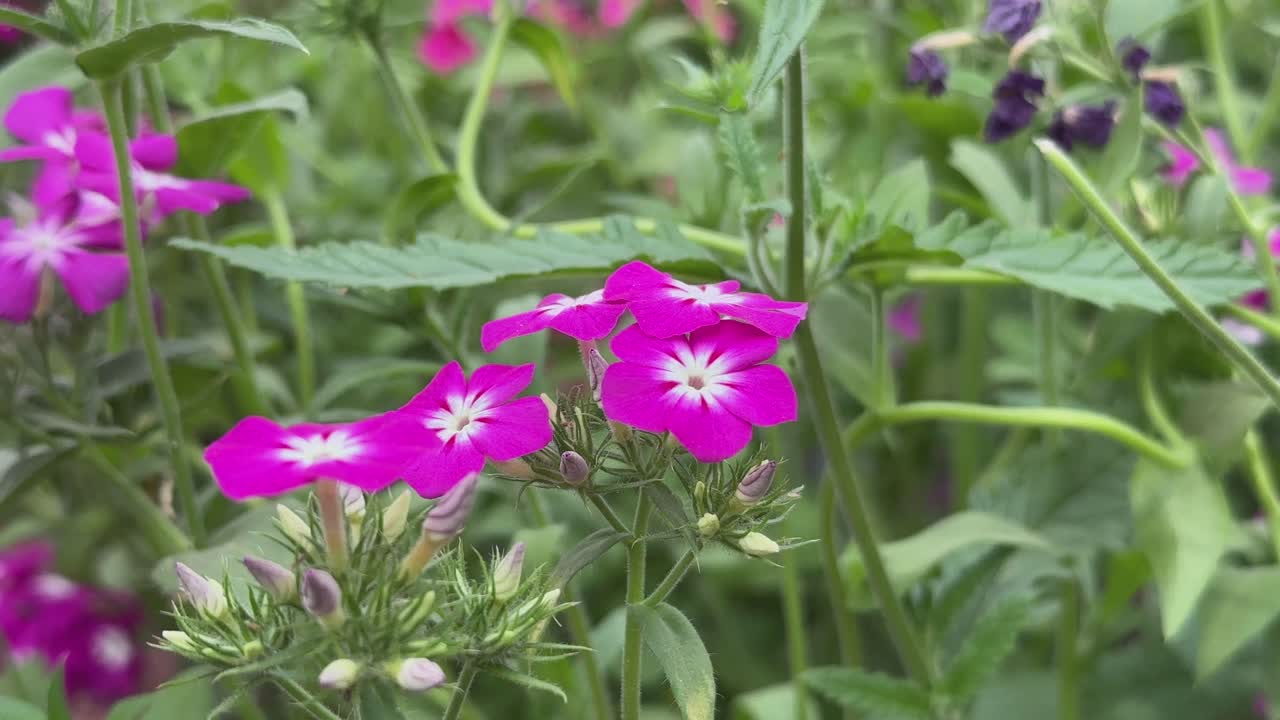 Closeup of seasonal phlox drummondii flower swaying gently with the wind in the garden
