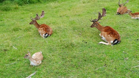 static view of male fallow deer and a fawn sitting together in a field