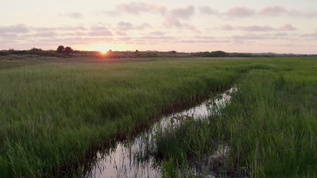 Oche che nuotano al tramonto in un fosso, Terschelling, Paesi Bassi.