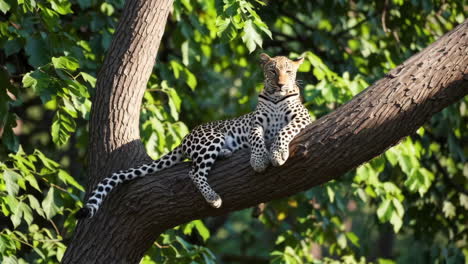 leopard resting in a tree