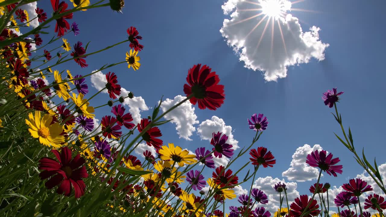 The video captures vibrant wildflowers under a bright sky, emphasizing nature's beauty