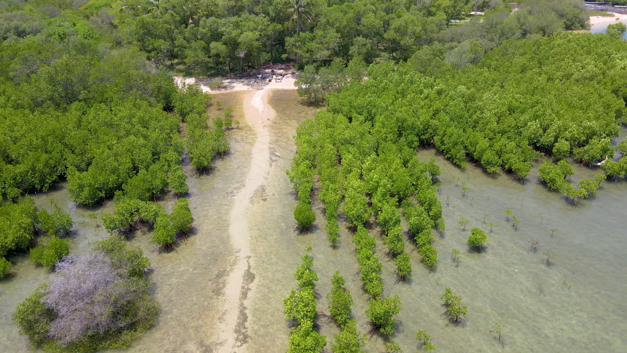 인도네시아 서부 발리의 열대 해안에 있는 녹색 맹그로브 나무